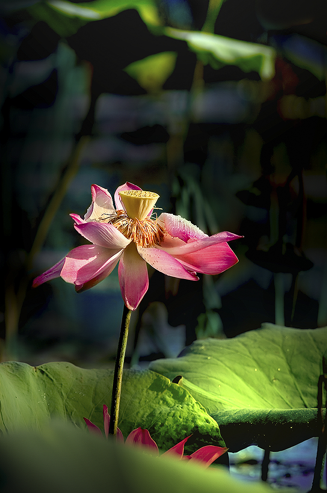 Blossom Beauty