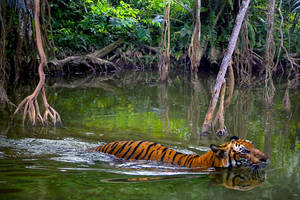 Crossing For Hunting