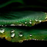 ...morning dew...