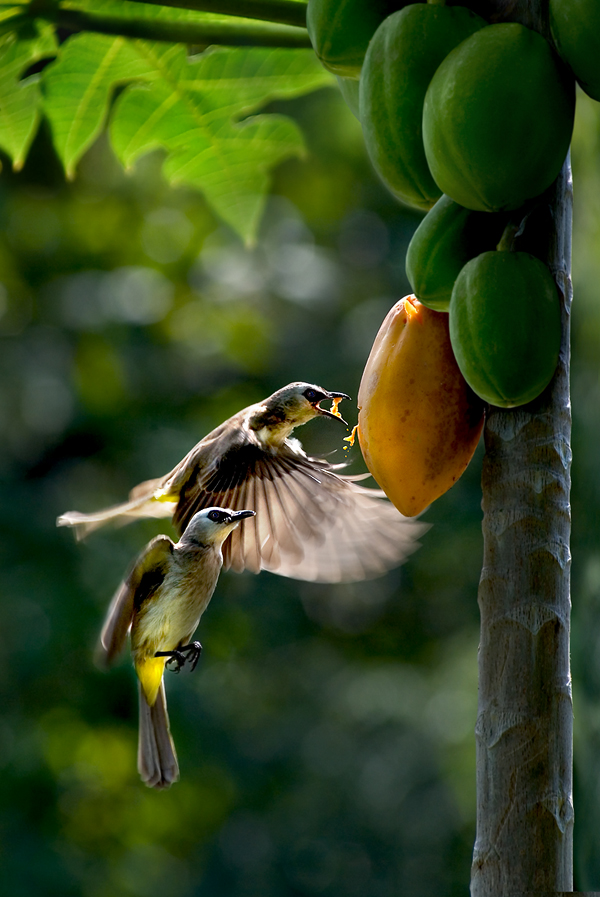 Papaya Breakfast