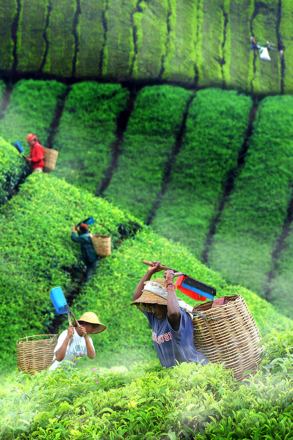 Tea Plantation