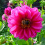 Bee on pink flower