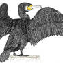 Great Black Cormorant (Phalacrocorax carbo)
