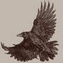 Raven (Corvus Corax)