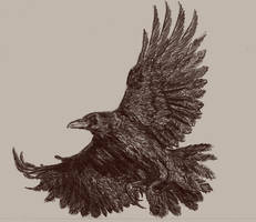 Raven (Corvus Corax)