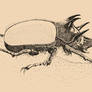 Five-Horned Rhino Beetle (Eupatorus gracilicornis)
