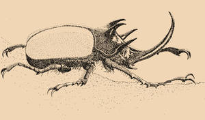 Five-Horned Rhino Beetle (Eupatorus gracilicornis)