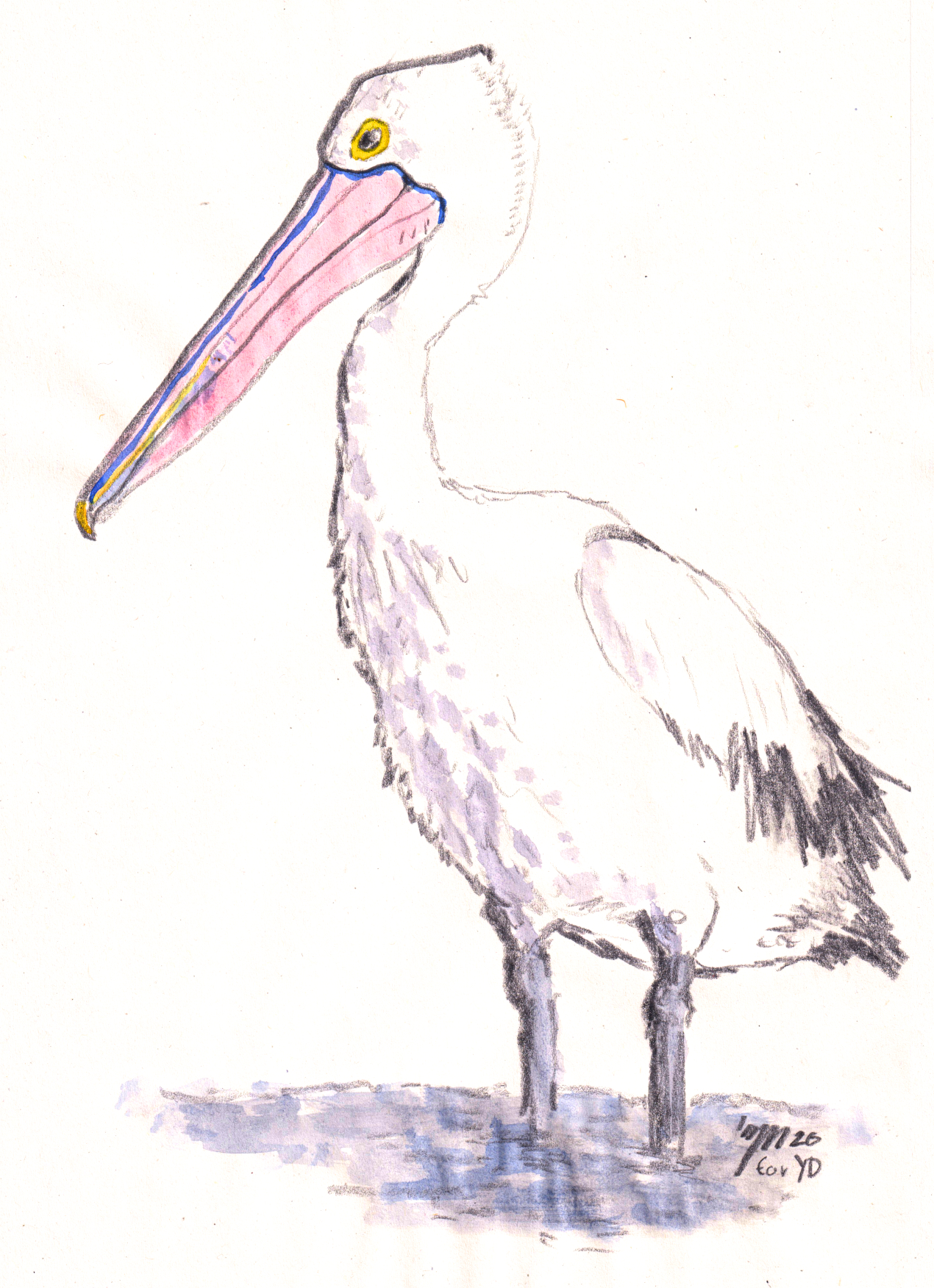 Australian Pelican