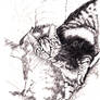 Cat in a Tree
