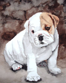 Bulldog Pup