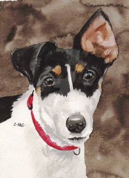 Fox Terrier Smooth Coat