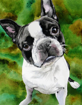 Boston Terrier