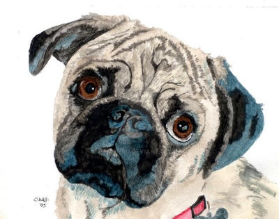 Pug