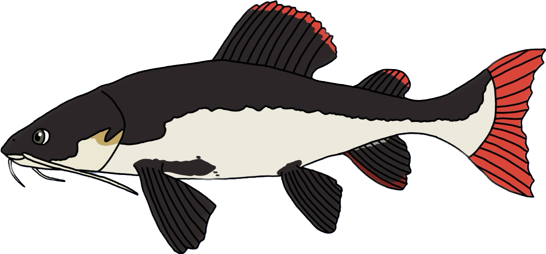 Red tail catfish png happy fish by shark123123 on DeviantArt
