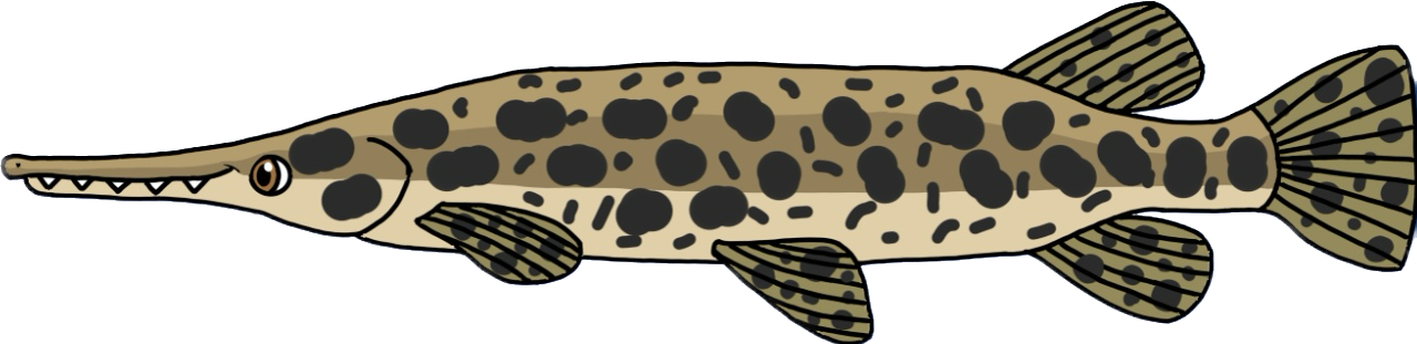 Spotted gar fish png happy fish by shark123123 on DeviantArt