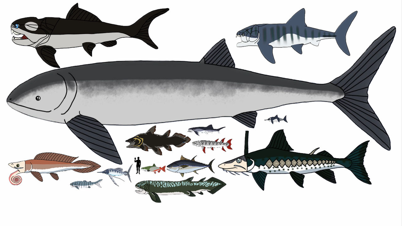 Primitive Fish Size Prehistoric fish small mini and big size by shark123123 on DeviantArt