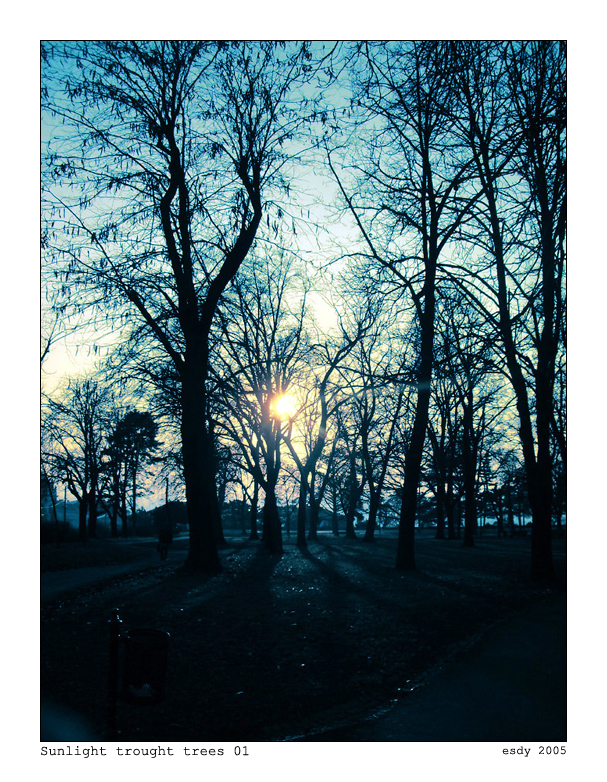 Sunlight through trees 01