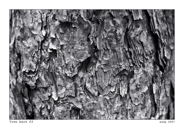 Tree bark 03