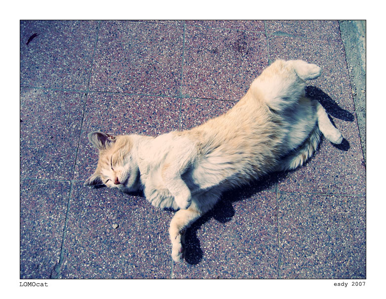 LOMOcat