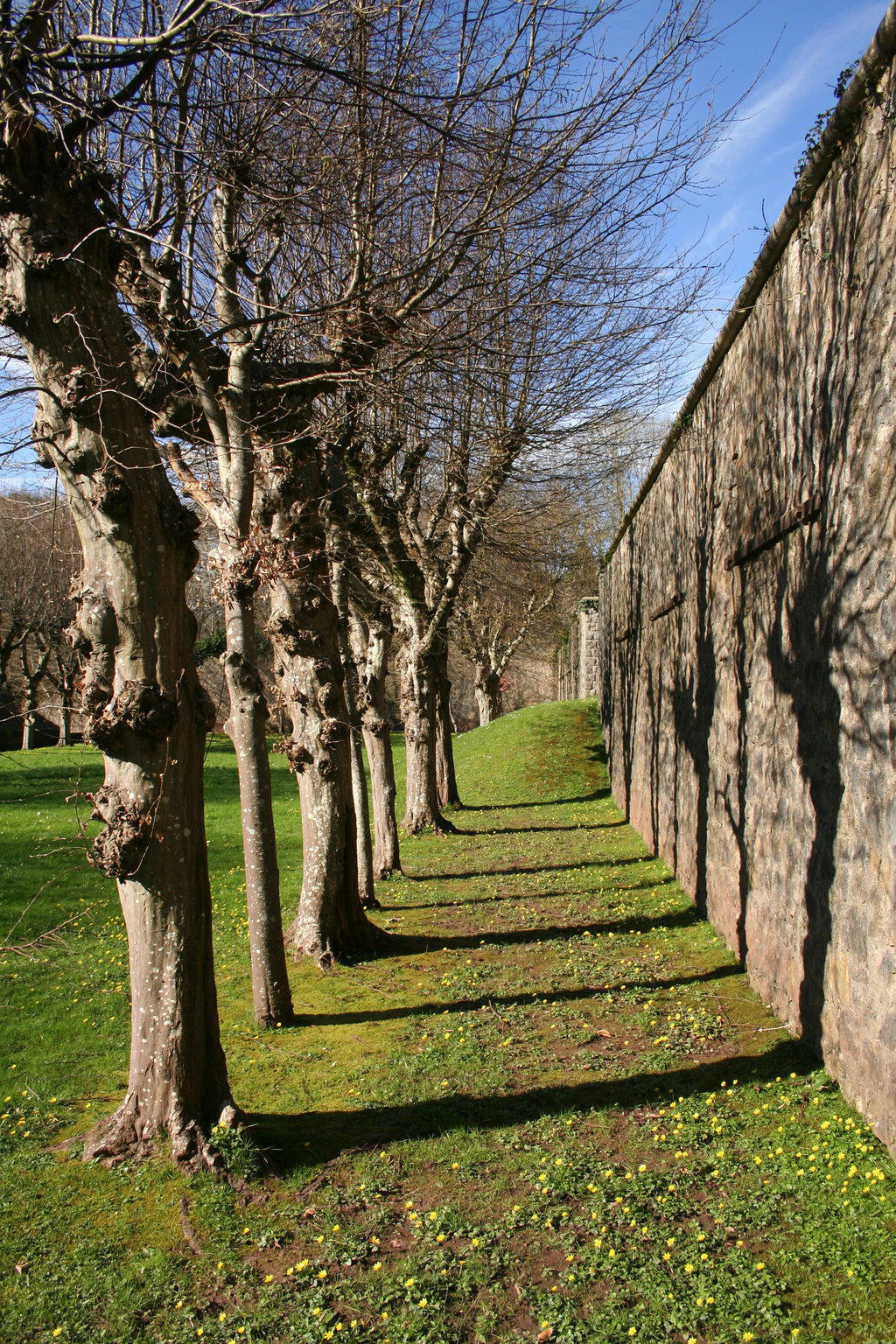 Shadow Tree Map Shadow trees by dxolympic on DeviantArt