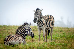 Rainy Zebras