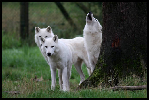 Arctic wolves