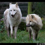 Arctic wolf and puppy