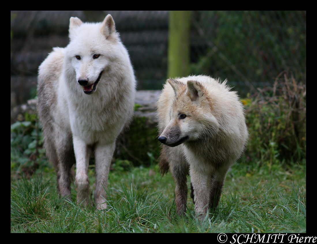 Arctic wolf and puppy