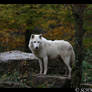 Arctic wolf