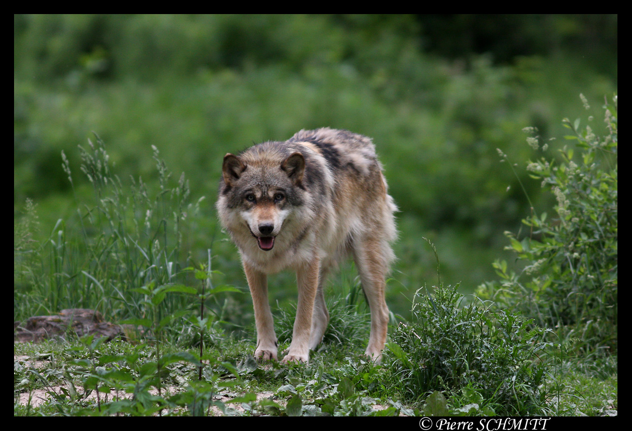 Hirsute, european wolf