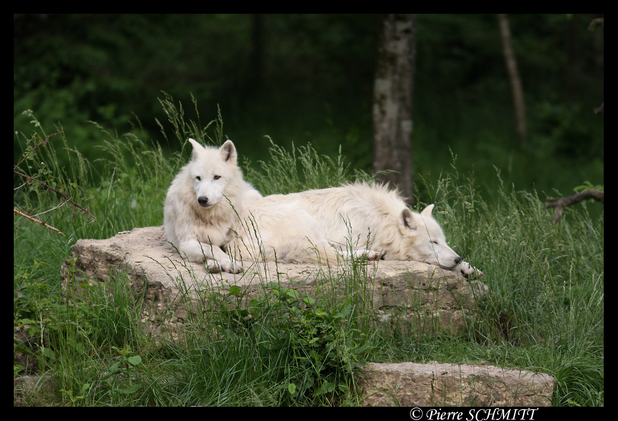 Two Arctic wolves