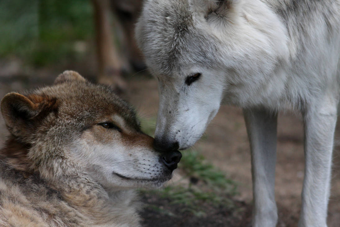 Полюбить волка. Волк и волчица. Волки любовь. Волки преданность. Волки пара.