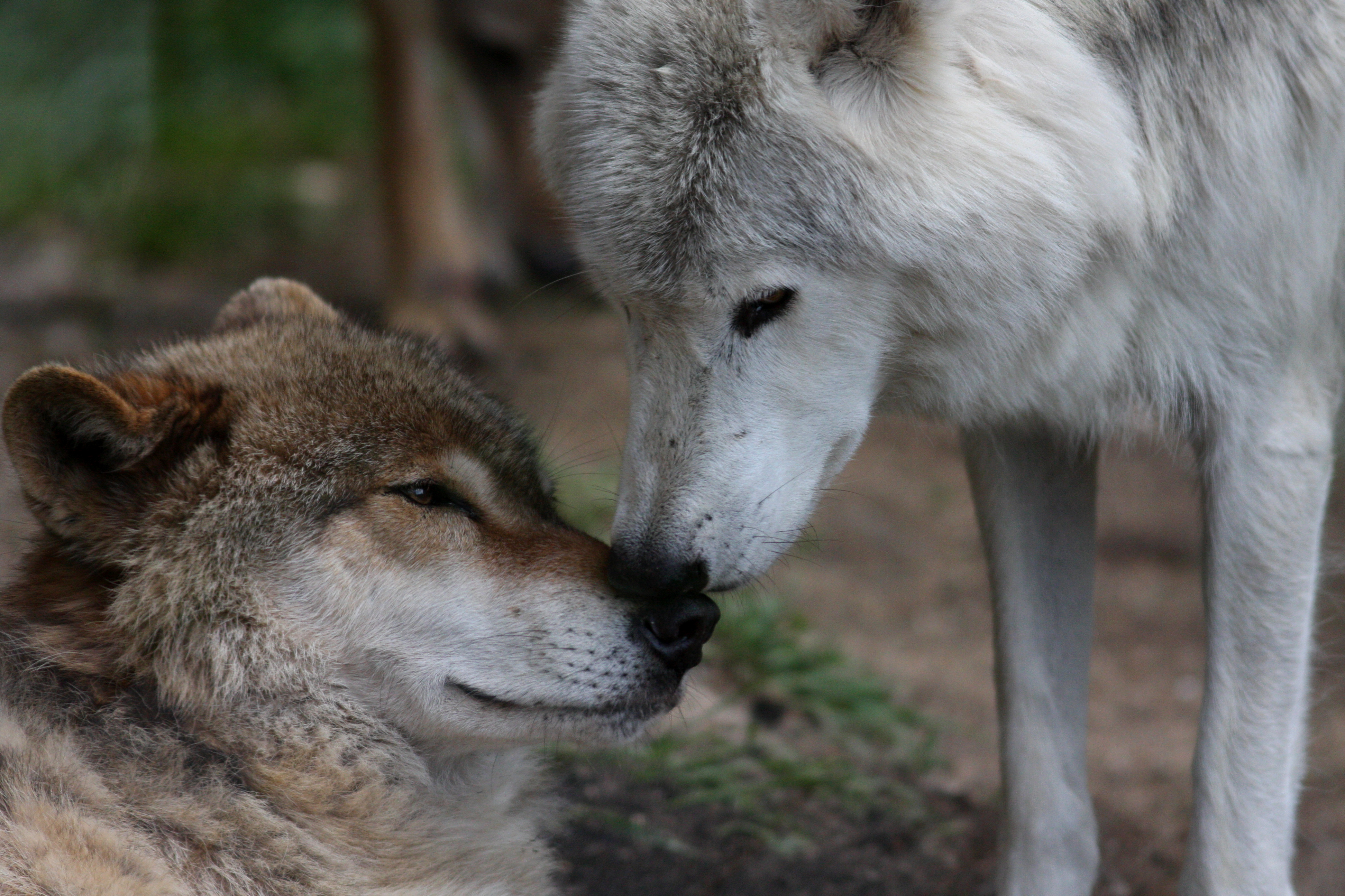 Wolf hug