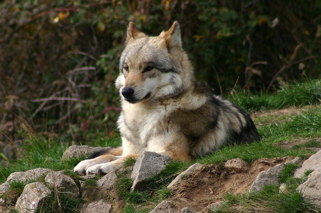 Siberian wolf