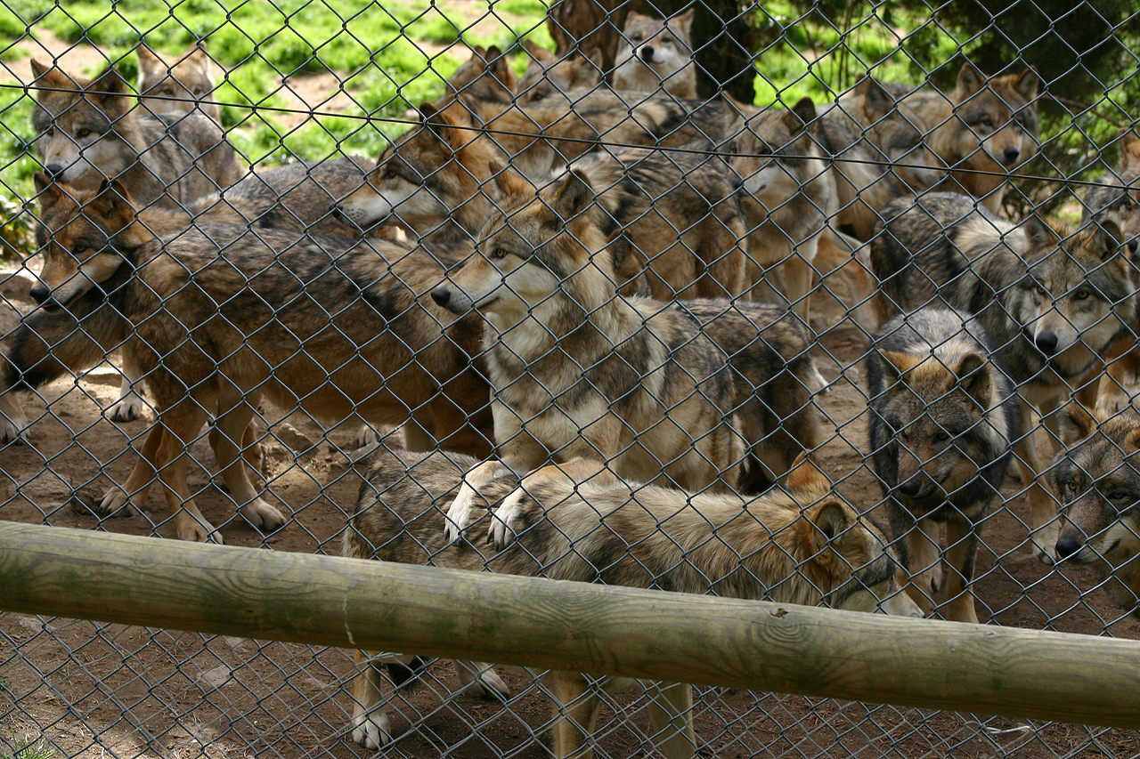 Siberian Wolves