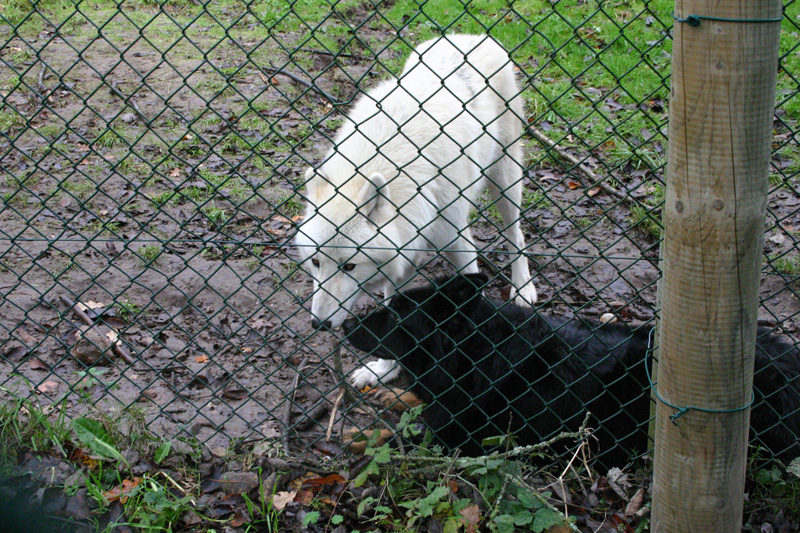 White wolf 1