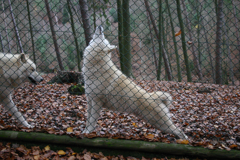 White wolf 5