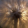 Backlit Dandelion