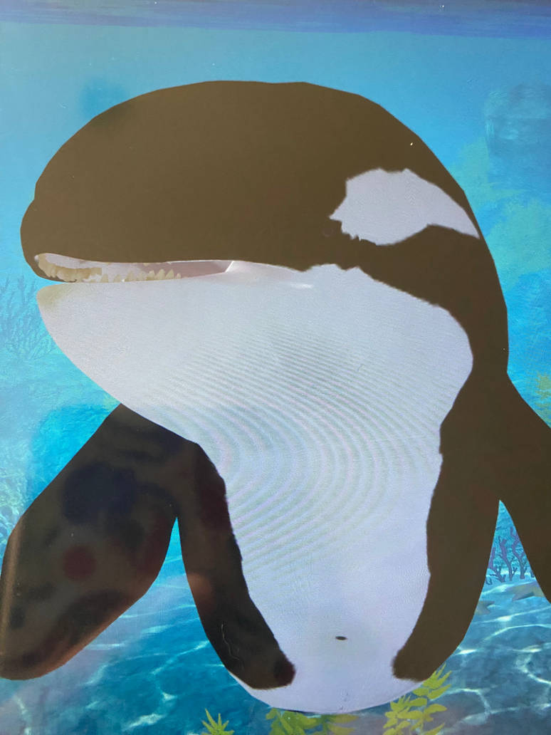 Meet Squeaky the orca by Orcaanddolphins on DeviantArt