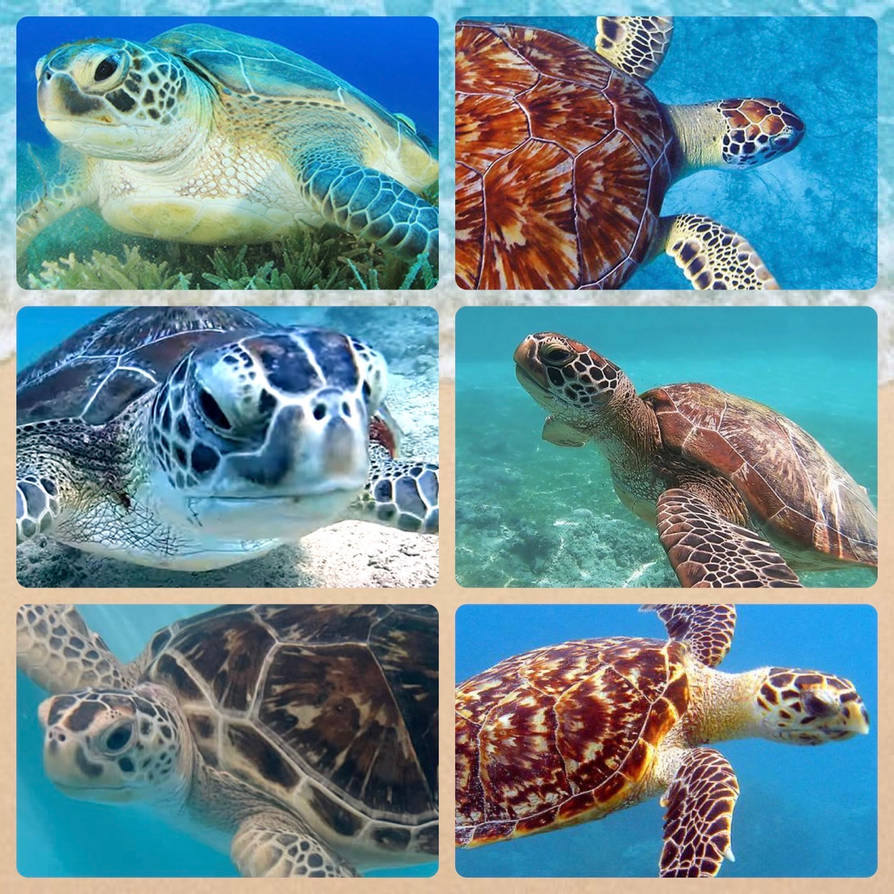 Turtle Shell Collage Sea turtles (collage) by Orcaanddolphins on DeviantArt