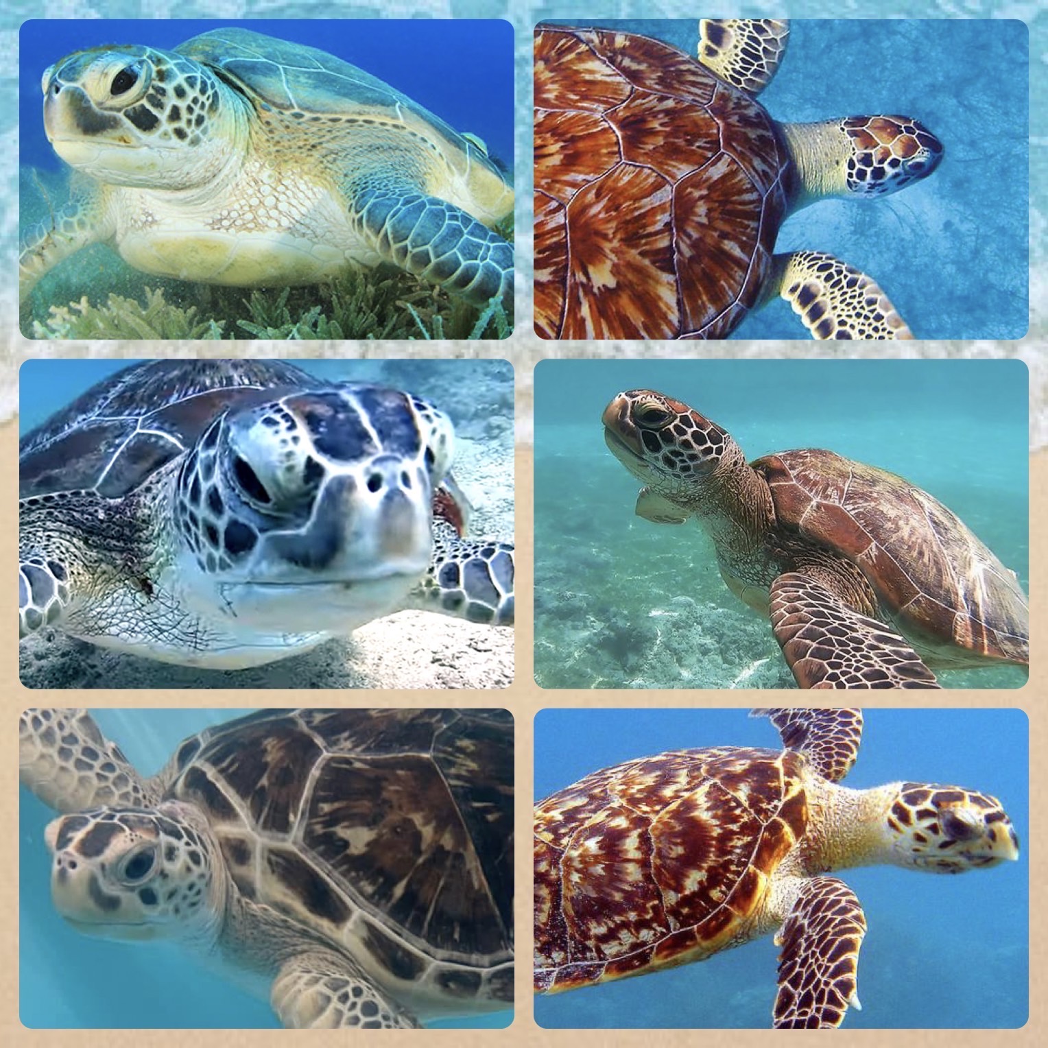 Turtle Shell Collag Sea turtles (collage) by Orcaanddolphins on DeviantArt