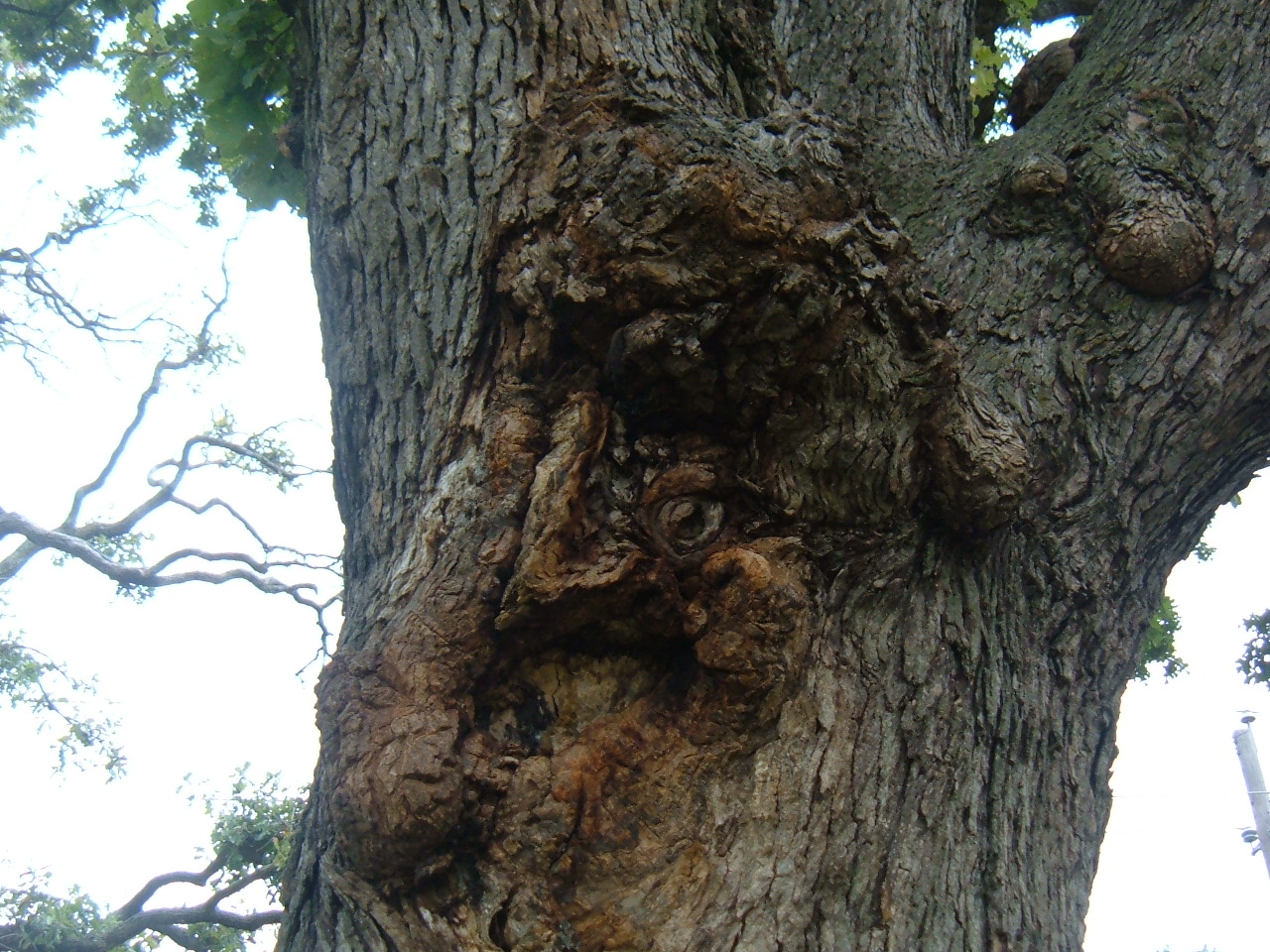 Deformed Tree 3