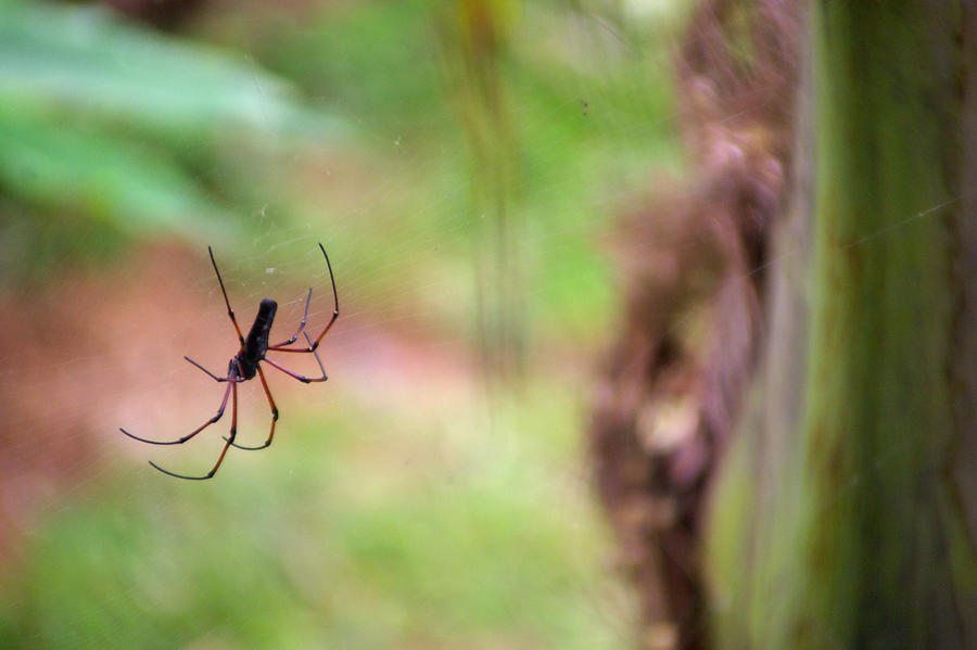 Agzy Wolf spider 1 by Agzy on DeviantArt