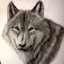 Wolf's portrait