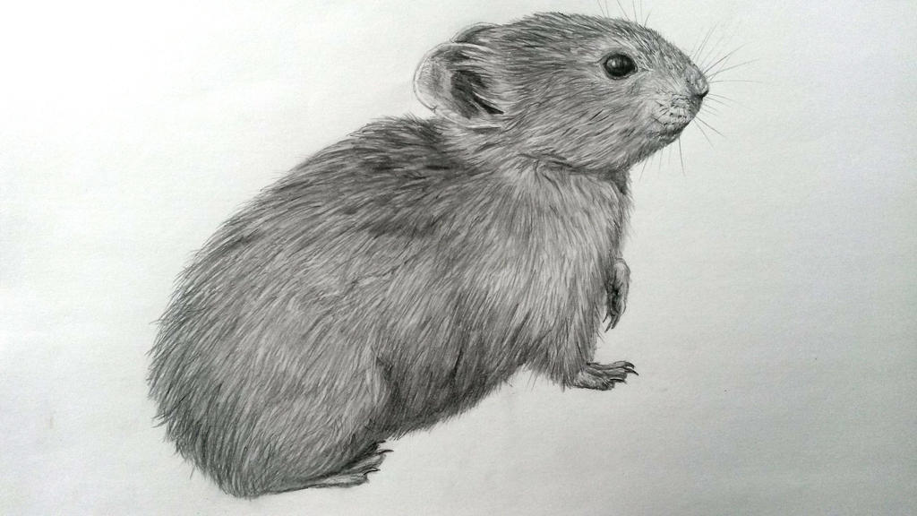 Pika by LauriieT on DeviantArt