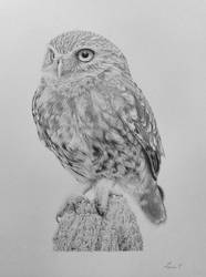 Little owl