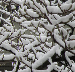 branches of snow