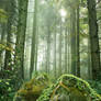 PREMIUM background - GreenForest