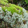 Stock img - Moss