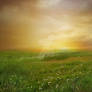 PREMIUM background - Field